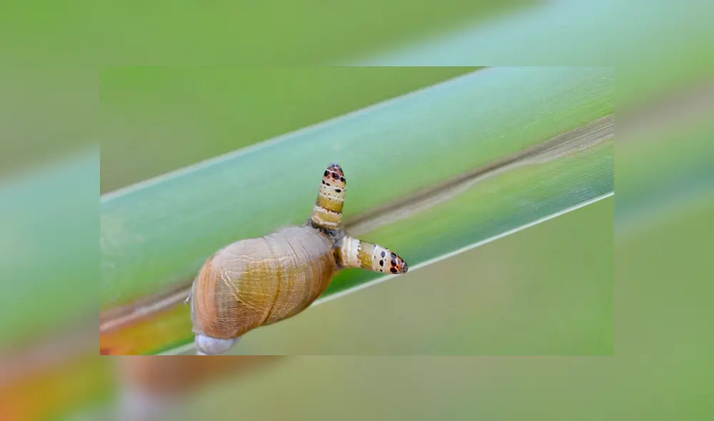 Desliza para ver las fotos del 'caracol zombie' que aterró a todos en Facebook. Foto: Captura.