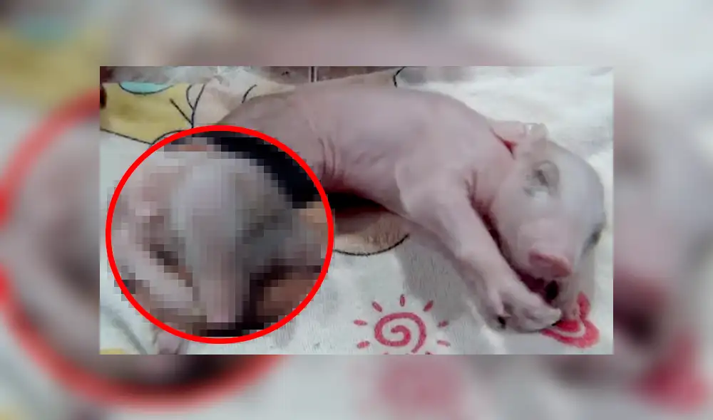 Si quieres ver cómo luce el cerco con dos cabezas que es viral en YouTube, revisa la notagalería deslizando cada imagen hacia la izquierda. Si quieres ver cómo luce el cerco con dos cabezas que es viral en YouTube, revisa la notagalería deslizando cada imagen hacia la izquierda.