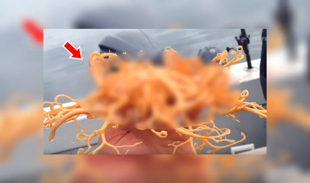 Desliza las imágenes hacia la izquierda para descubrir el verdadero aspecto de la misteriosa criatura hallada en la superficie marítima.