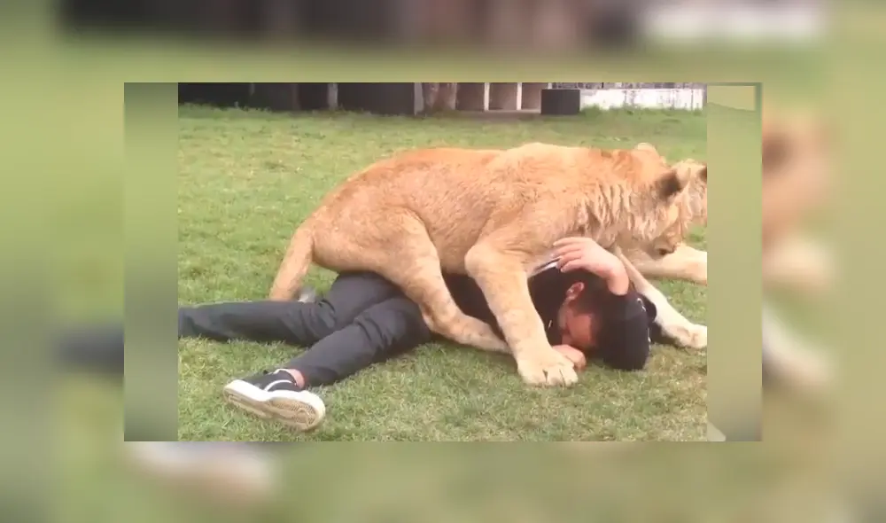 En Facebook se compartió un video que muestra la reacción que tuvo un león al toparse con un hombre. En Facebook se compartió un video que muestra la reacción que tuvo un león al toparse con un hombre.