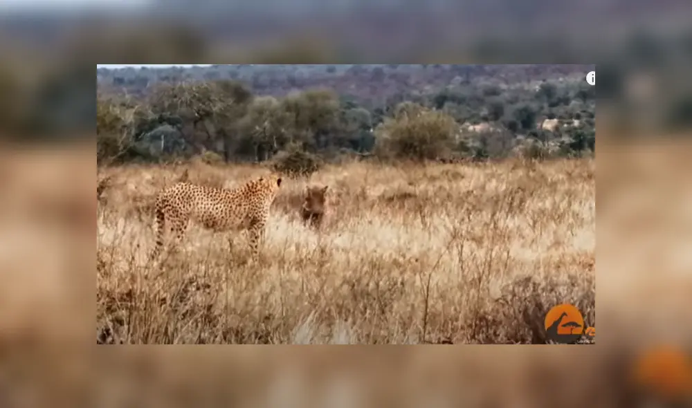 Desliza hacia la izquierda para ver las imágenes del viral de YouTube. Foto:
Kruger Sightings. Desliza hacia la izquierda para ver las imágenes del viral de YouTube. Foto:
Kruger Sightings.