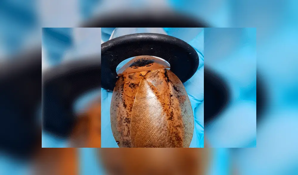 Cucaracha que padecía embarazo riesgoso fue salvada por veterinarios rusos [VIDEO]