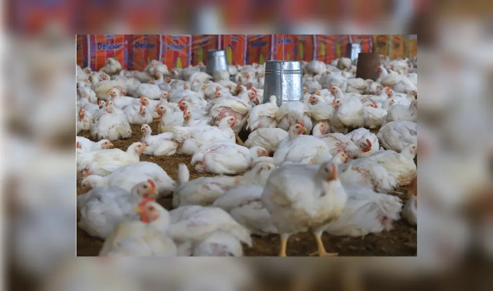 Dafne Moreno señaló que no se detectó otros focos de contagios de gripe aviar. Foto. Clinton Medina/ La república