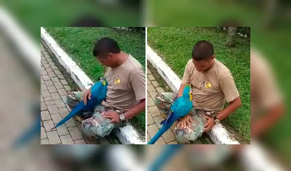 Desliza las imágenes para apreciar el emotivo comportamiento de un guacamayo al recibir unos mimos de su cuidador.