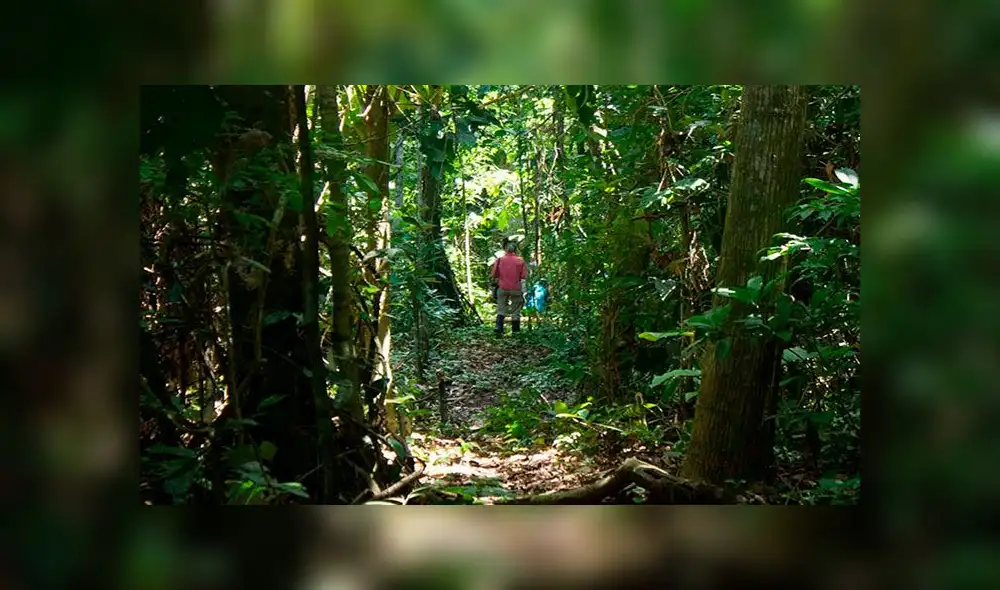 En Madre de Dios, así como en otros lugares del mundo, sostienen acciones ilícitas aprovechándose de las medidas restrictivas contra el coronavirus. Foto: difusión En Madre de Dios, así como en otros lugares del mundo, sostienen acciones ilícitas aprovechándose de las medidas restrictivas contra el coronavirus. Foto: difusión