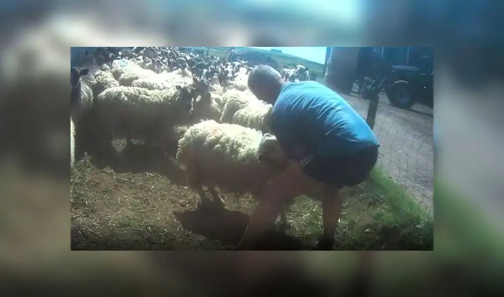 Granjero es condenado tras agredir brutalmente a sus ovejas en la cara [VIDEO]