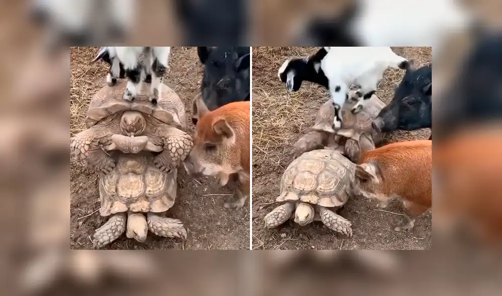 Con amigos así no hacen faltan enemigos. Una cabra y dos cerditos querían jugar con las tortugas que se encontraban ocupadas en un íntimo momento. Foto: captura.