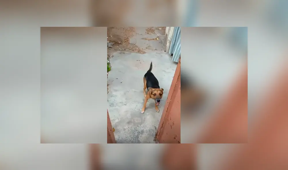 Desliza las imágenes para conocer la emotiva acción de un perro cuando su dueño regresa a casa. Desliza las imágenes para conocer la emotiva acción de un perro cuando su dueño regresa a casa.