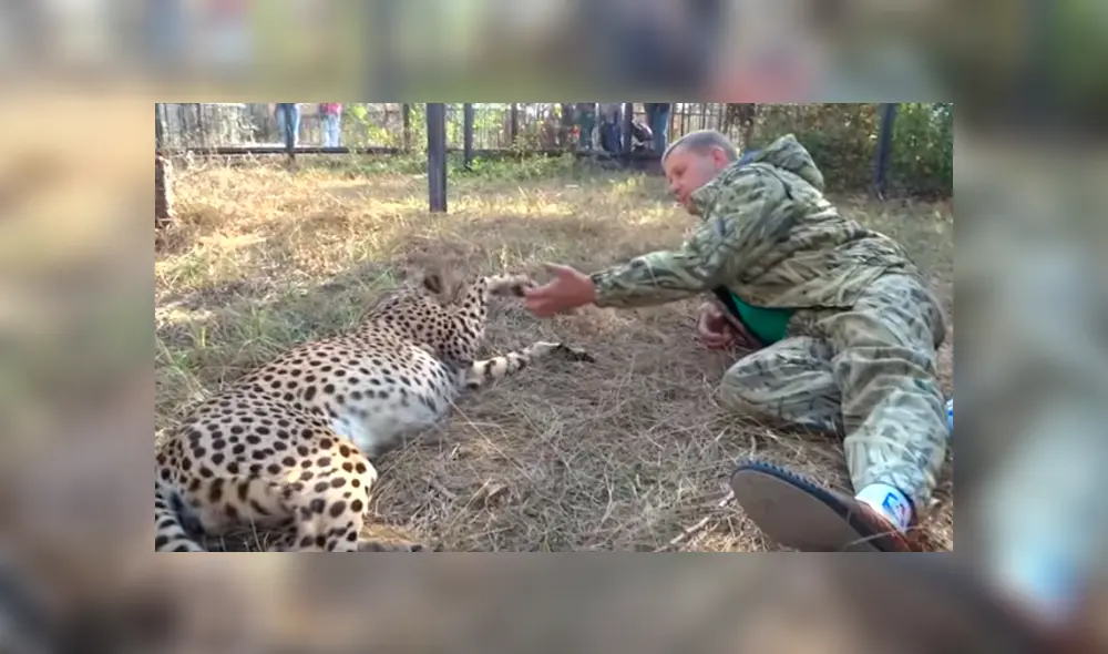 Desliza hacia la izquierda para ver el emotivo reencuentro del guepardo con el hombre. Video viral de Facebook. Desliza hacia la izquierda para ver el emotivo reencuentro del guepardo con el hombre. Video viral de Facebook.