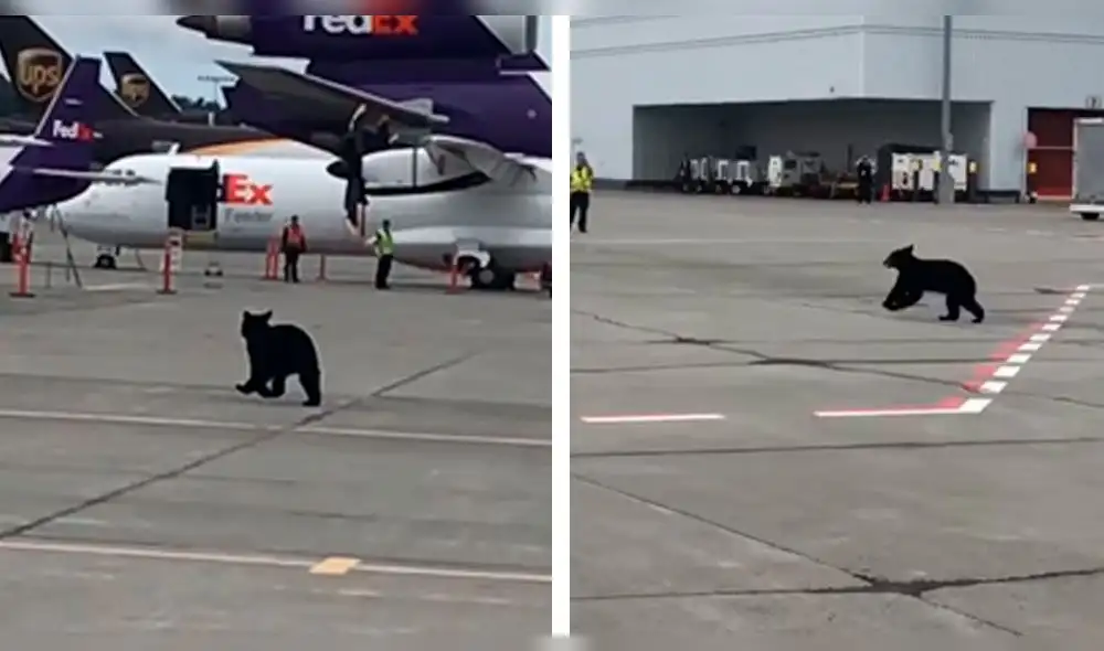 YouTube: oso se escapa de jaula y genera terror en aeropuerto YouTube: oso se escapa de jaula y genera terror en aeropuerto
