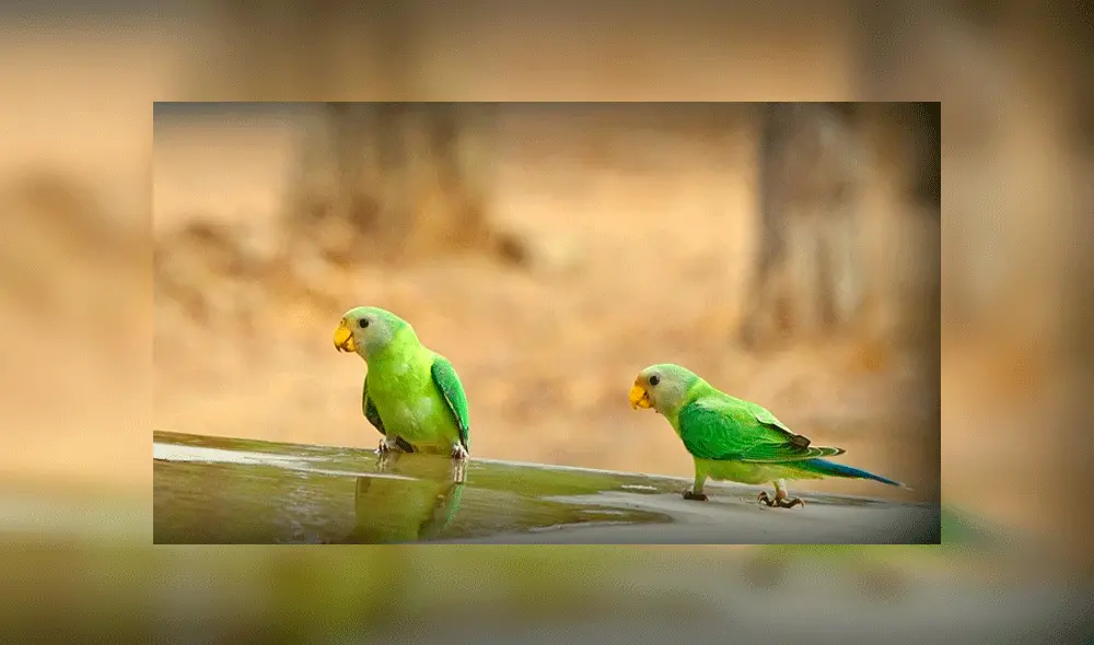 El hecho desató una discusión sobre el servicio doméstico hecho por menores. Fuente: foto referencial. El hecho desató una discusión sobre el servicio doméstico hecho por menores. Fuente: foto referencial.