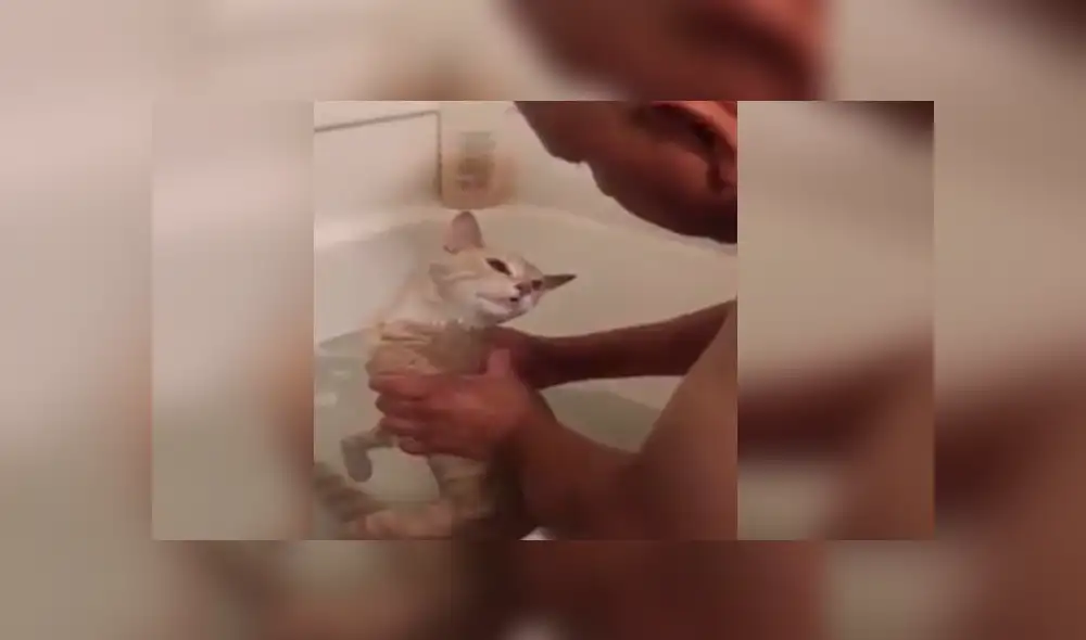YouTube viral: gato tiene dramática reacción cuando su dueño lo quiere