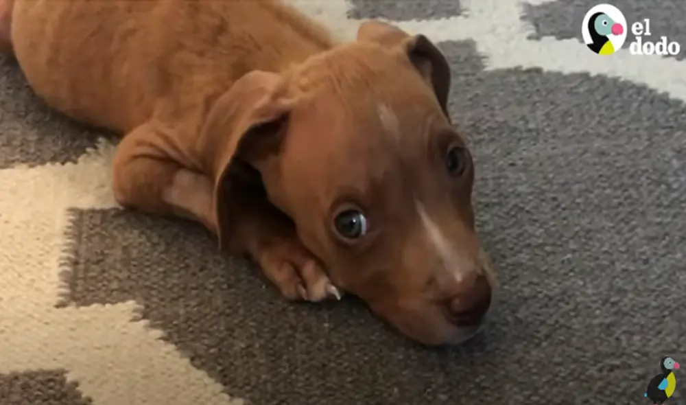 Desliza hacia la izquierda para ver las imágenes del video viral. Foto: Captura de YouTube.