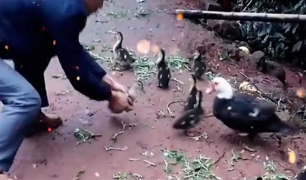 Desliza las imágenes para ver la furiosa reacción que tuvo esta mamá pata al ver que intentaban alejarla de su cría. Foto: captura de TikTok/presentado23adrian