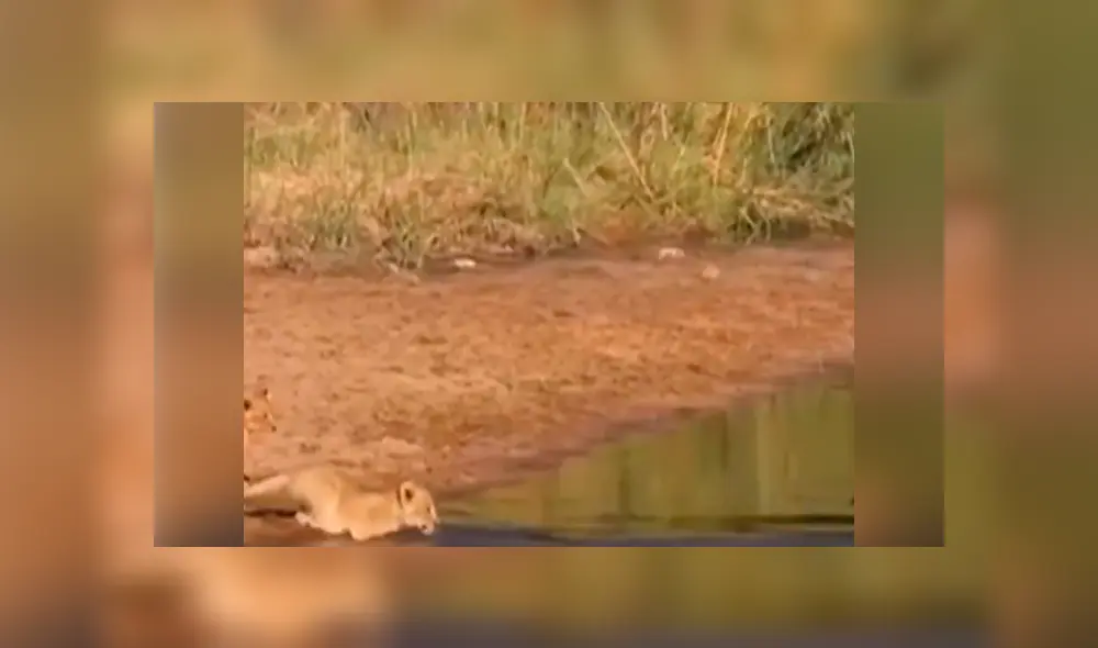 YouTube viral: turista que hacía safari en la selva graba conmovedor momento de familia de leones. YouTube viral: turista que hacía safari en la selva graba conmovedor momento de familia de leones.