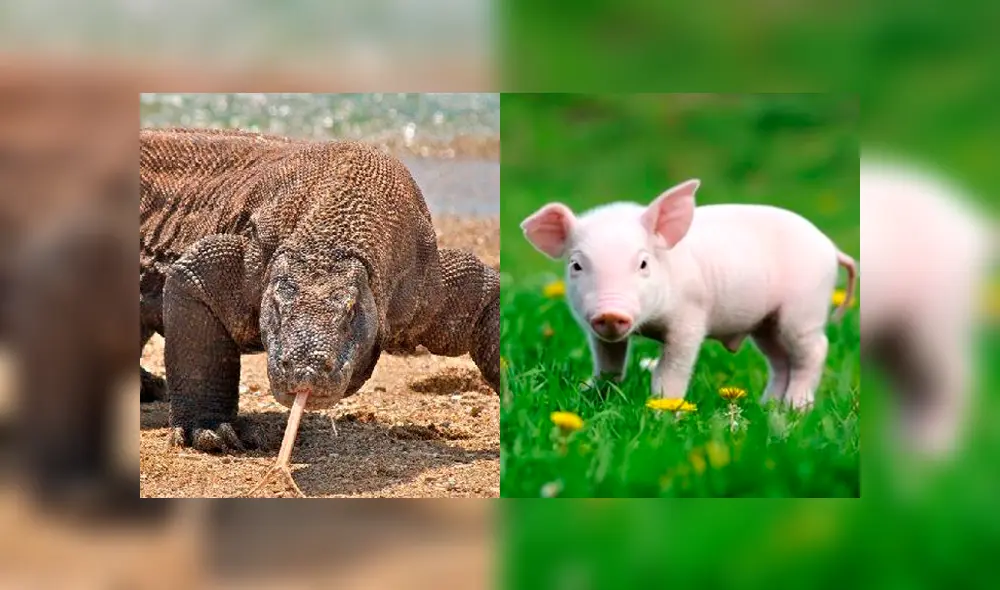 Un video muestra el momento en el que enorme reptil devora a un pequeño cerdo.