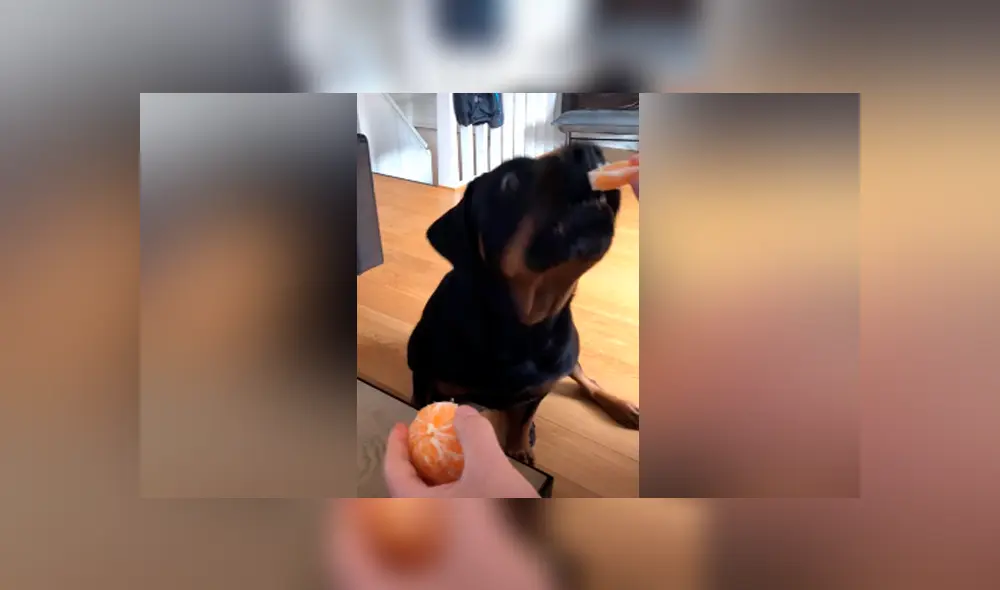 Desliza para ver los momentos más hilarantes del video viral de YouTube.