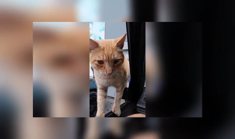 Desliza las imágenes hacia la izquierda para conocer la tierna acción de un hombre con un gato callejero. Fotocaptura: YouTube.