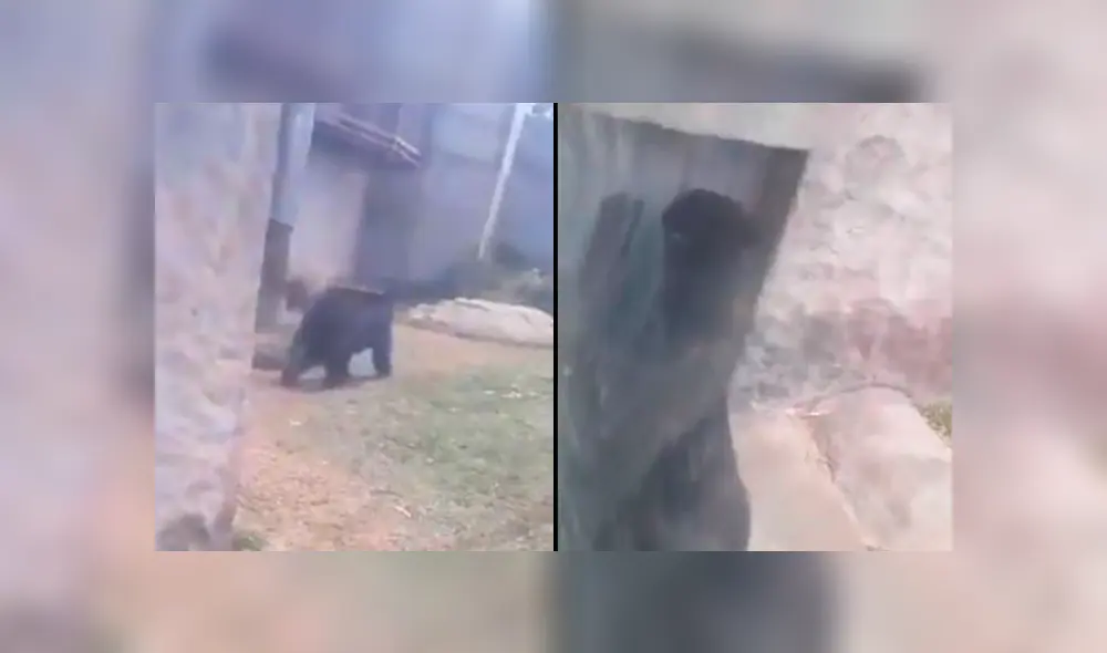 Captan en evidente estado de estrés a osos de anteojos del Zoológico de Huachipa [VIDEO]
