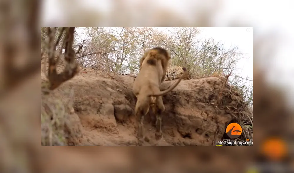 León ‘macho alfa’ se encuentra a leopardo dormido y lo ataca a traición; desenlace es desgarrador [VIDEO]