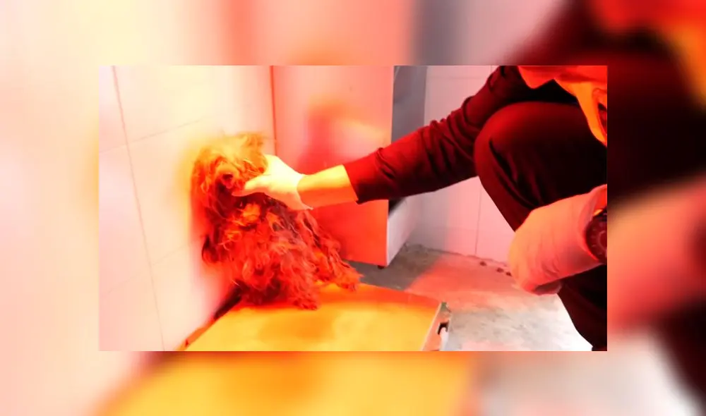 Todos los animales rescatados pasaron por el Servicio de Vigilancia Sanitario Ambiental para conocer el estado de cada uno. (Foto: Policía Local Málaga)