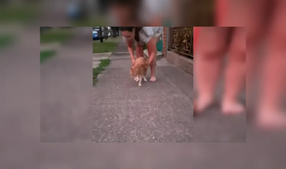 Vía YouTube. Joven sacó a su felino para dar una caminata atado a una correa, sin imaginar la insólita conducta que tendría este al negarse a caminar Vía YouTube. Joven sacó a su felino para dar una caminata atado a una correa, sin imaginar la insólita conducta que tendría este al negarse a caminar