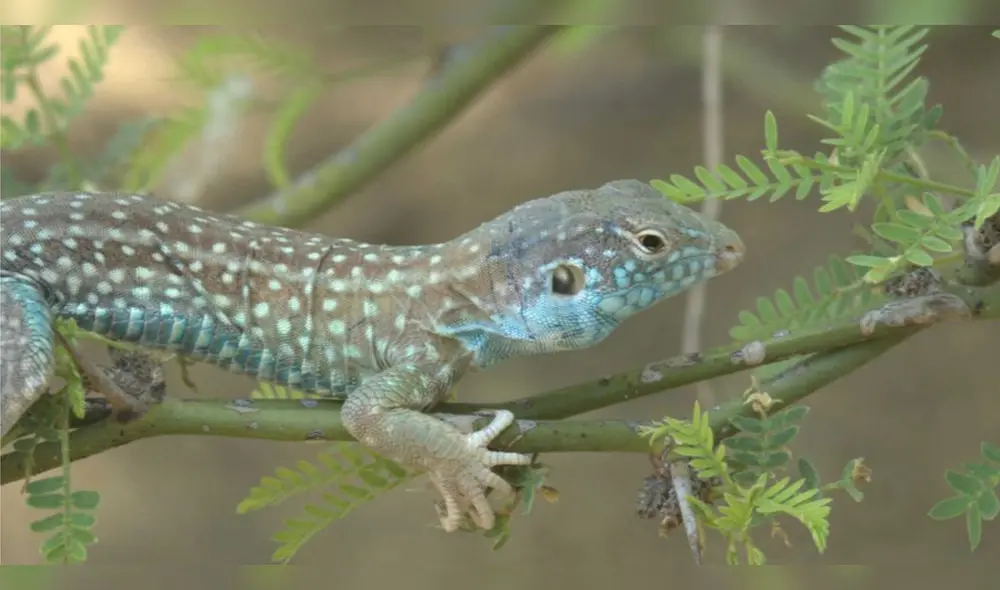 La Libertad: buscan preservar al cañán, animal en extinción La Libertad: buscan preservar al cañán, animal en extinción