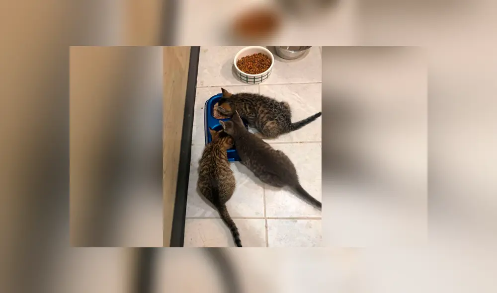 El hombre publicó en Facebook este tierno video que se hizo viral.