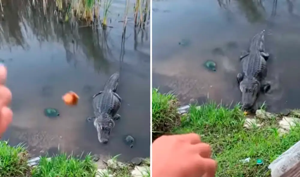 El video viral ha causado gran sensación en las redes sociales. Foto: captura de YouTube El video viral ha causado gran sensación en las redes sociales. Foto: captura de YouTube