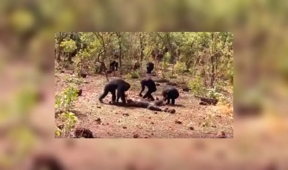 Terrible muerte en YouTube de un chimpancés líder de una manada|VIDEO