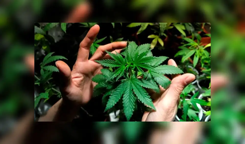 ¿Licenciados en marihuana? Lanzan carreras universitarias de especialización en cannabis ¿Licenciados en marihuana? Lanzan carreras universitarias de especialización en cannabis