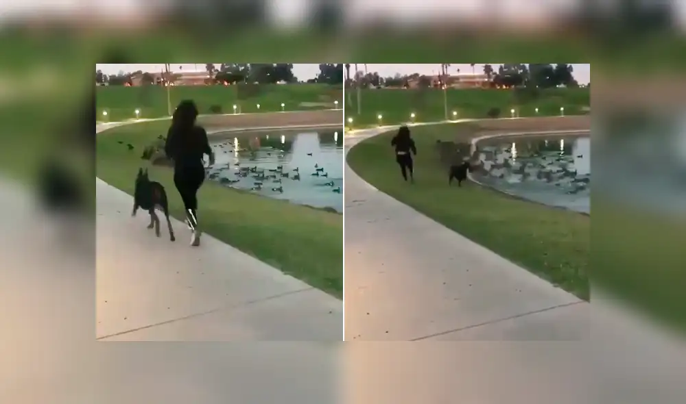 Facebook viral: joven sufre una terrible caída por cuidar a su perro [VIDEO]