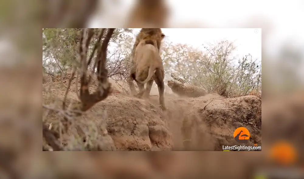 León ‘macho alfa’ se encuentra a leopardo dormido y lo ataca a traición; desenlace es desgarrador [VIDEO]