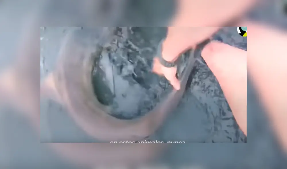 Desliza hacia la izquierda para ver el conmovedor rescate de tres tiburones. Imágenes virales de Facebook.