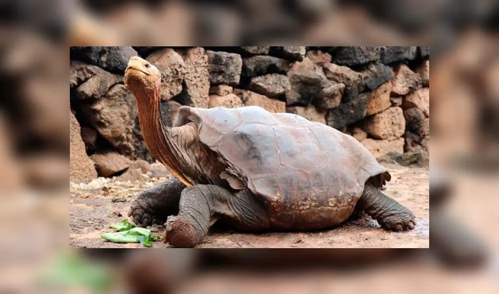 Diego, la tortuga gigante que salvó a su especie de la extinción gracias a su apetito sexual. Foto: Difusión