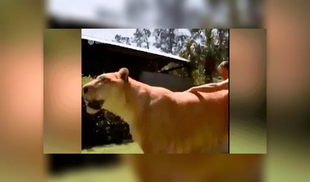 YouTube viral: Tigresa y león tienen cría considerada el felino más grande del mundo [VIDEO]