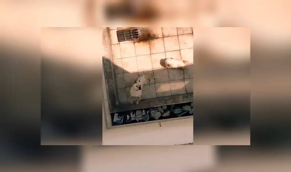 Desliza las imágenes hacia la izquierda para observar la noble acción de un joven para ayudar a unos indefensos perros. Desliza las imágenes hacia la izquierda para observar la noble acción de un joven para ayudar a unos indefensos perros.