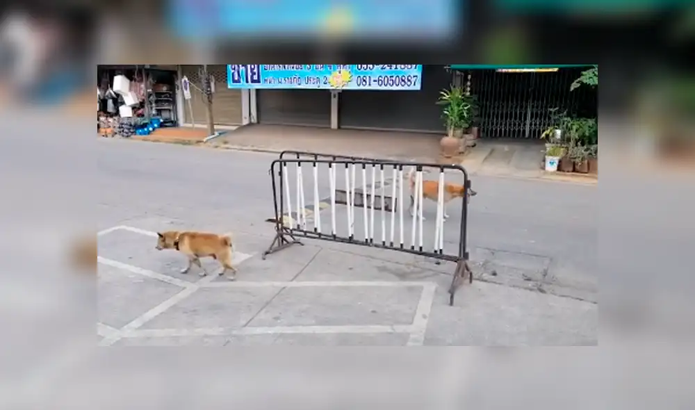 Vía Facebook: perros callejeros tienen feroz enfrentamiento pero causan risas por un detalle [VIDEO]