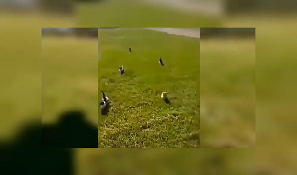 En Facebook, un hombre era perseguido por unos tiernos felinos y sus vecinos pensaron que corría peligro. En Facebook, un hombre era perseguido por unos tiernos felinos y sus vecinos pensaron que corría peligro.