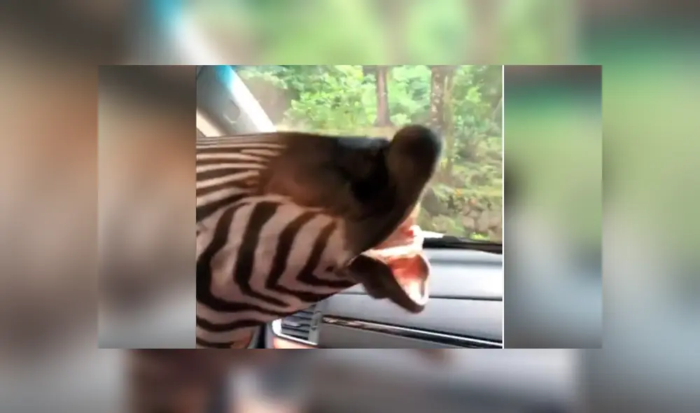 Turistas fueron impactados por una hambrienta cebra en safari. Foto: Captura.