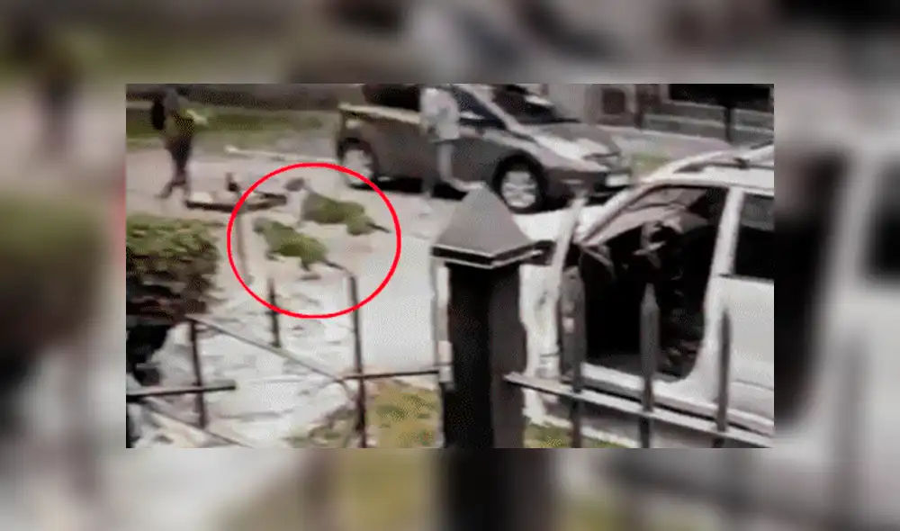 YouTube viral: Perros ven que su dueño es asaltado con pistola y lo rescatan valerosamente [VIDEO] 