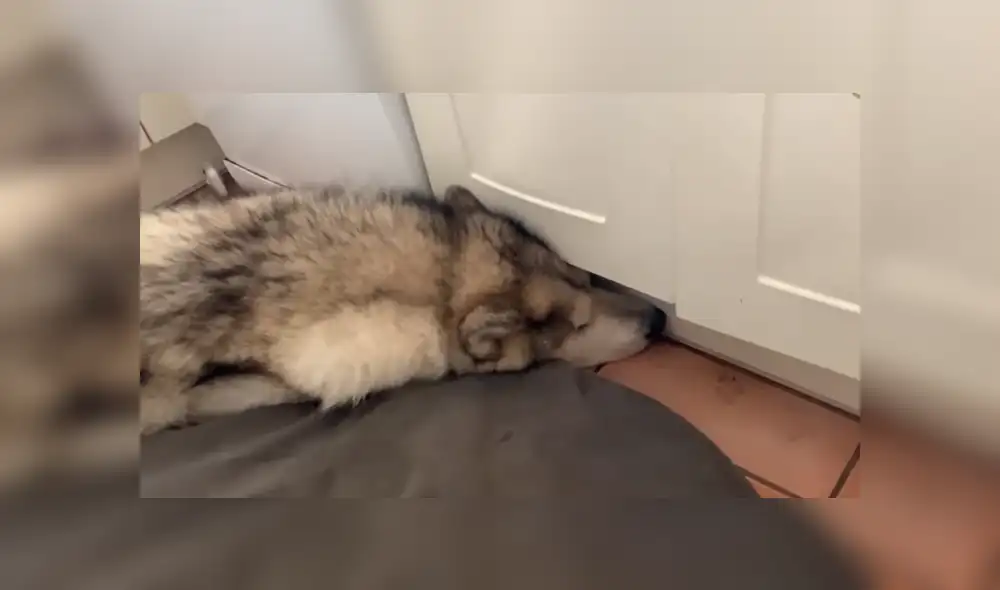 A través de YouTube se hizo viral el momento en que un perro le gruñe a su dueño por intentar despertarlo.