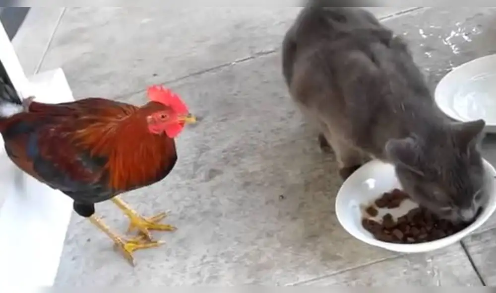 YouTube: Gallo le quiso quitar la comida a un gato hambriento y ocurre extraño fenómeno