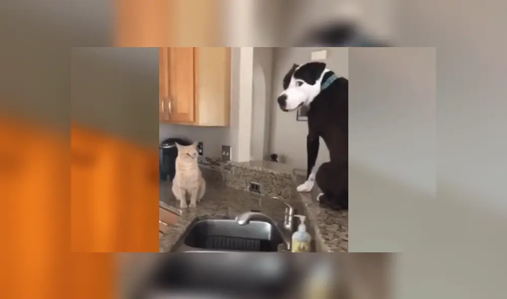 Desliza las imágenes para ver más detalles sobre este perrito que es viral en YouTube. Desliza las imágenes para ver más detalles sobre este perrito que es viral en YouTube.