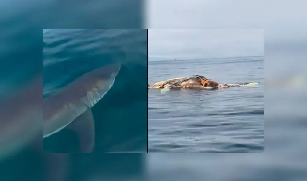 Las imágenes fueron captadas en las costas de Estados Unidos. Foto: captura