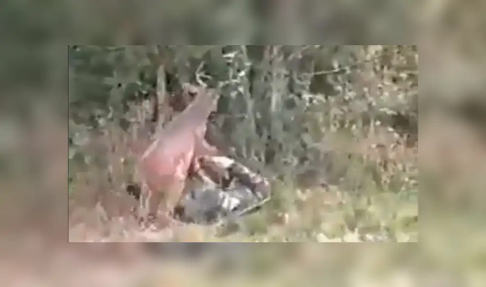 Facebook viral: graban a venado dando paliza a cazador que intentó matarlo [VIDEO]