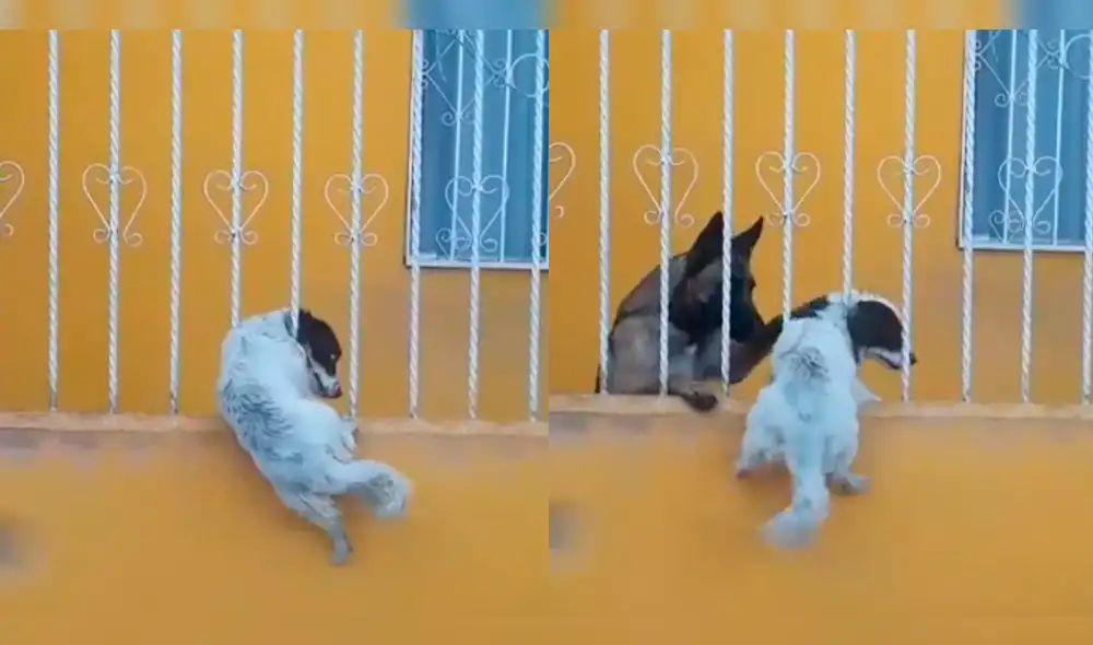 Facebook: perro ayuda a su amigo y conmueve a usuarios [VIDEO]