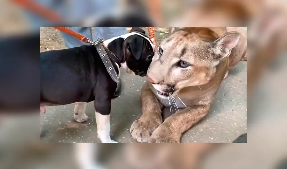 Puma se junta con perro. Puma se junta con perro.