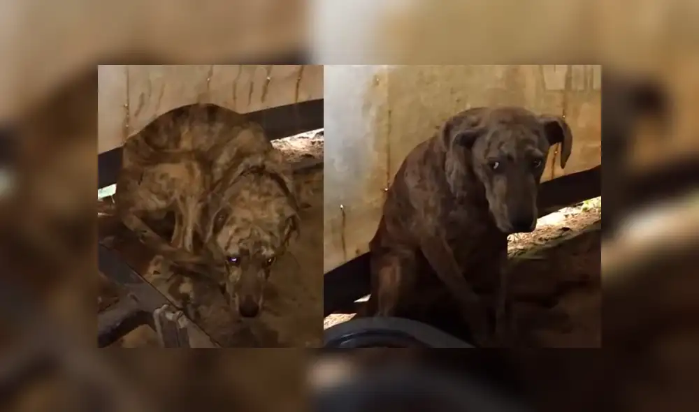 Facebook: encuentra perro callejero con herida mortal, decide adoptarlo y le cambia la vida [FOTOS]