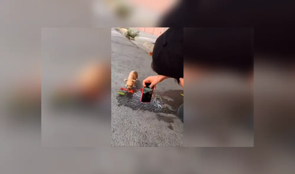 Desliza las imágenes para conocer el resultado final de la improvisada sesión que realizó un joven con su perro. Foto: Captura. Desliza las imágenes para conocer el resultado final de la improvisada sesión que realizó un joven con su perro. Foto: Captura.